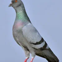 کفتر چاهی وحشی سالم