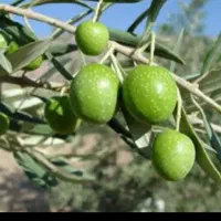 زیتون و روغن زیتون