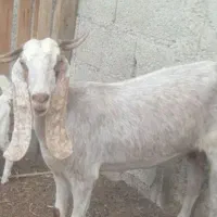 بز دورگ پاکستانی آبستن