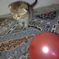 2ماه|گربه|خمیر, |دیوار