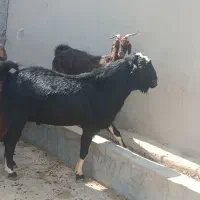 پازن