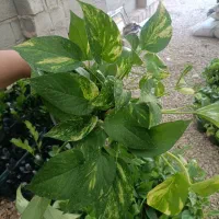 فروش انواع پتوس
