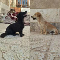 سگ پاکوتاه اشپیتز یه جفت نرو ماده فروش فوری