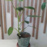 گل های آپارتمانی