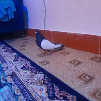 سینه ای