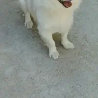 سگ‌پامر