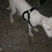 سگ گم شده|حیوانات|اهواز, شهرک اکباتان|دیوار