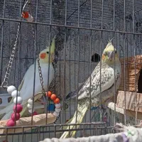 پرنده|پرنده|رشت, یخسازی|دیوار