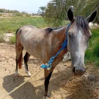 اسب|اسب و تجهیزات اسب‌سواری|عنبرآباد, |دیوار