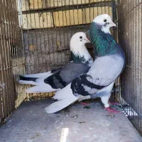 کبوتر کفتر دو جفت