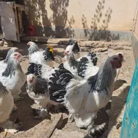 تخم نطفه دار برهما خالص