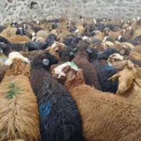 گوسفند زنده ارگانیک گوشواره بهداشتی