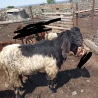 فروش کل بز3سال به شرط تیزرو