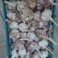 سیر