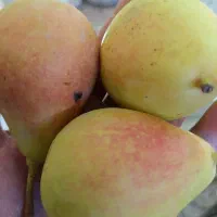 گلابی درشت وشیرین آبدار