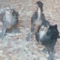 جوجه محلی پاپری