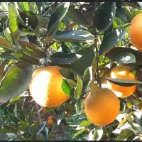 معاوضه باغ چای وپرتقال با بیجار سنتی