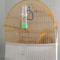 قناری نر مست و دهن عالی