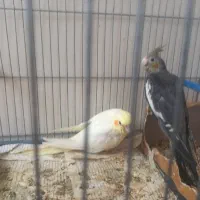 جوجه عروس هلندی دستی