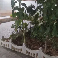 فروش زمین ۳۰۰ متری