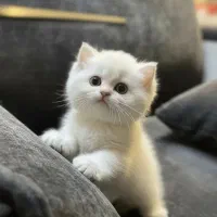 گربه رایگان واگذاری محدوده اسلامشهر