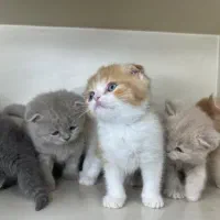 مرجع اصلی پرورش بچه گربه های خُرخُرو و با اصالت