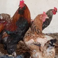 مرغ وخروس