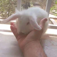 بچه خرگوش