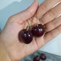 گیلاس درجه یک بهدان