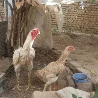خروس و دوتا مرغ و جوجه ها به فروش می‌رسد