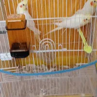 عروس هلندی تخم گذار