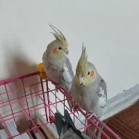 یه جفت عروس هلندی ۴ ماهه نر سخنگو