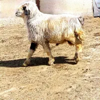 قوچ ترکی|حیوانات مزرعه|شیراز, کوشک بیدک|دیوار