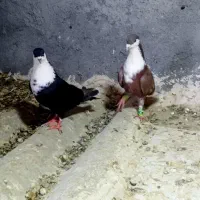 کرواتی عتیقه