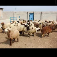 قصابی میکنم