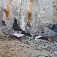 ۵عدد دم سفید