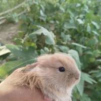 بچه خرگوش و بالغ و ...