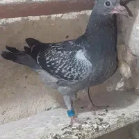 کبوتر خون خالس