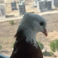 کبوتر طوقی سالم