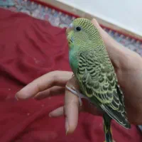 مرغ عشق