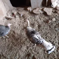 کرچ دوتا