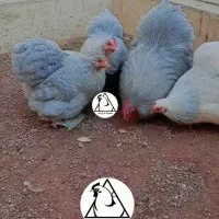 تخم مرغ نطفه دار،جوجه کوشین،جوجه استرالوپ،آمروک