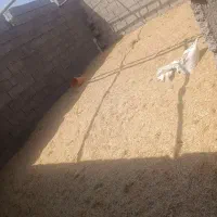 کاه گندم درجه یک ۲ تریلی تراکتور