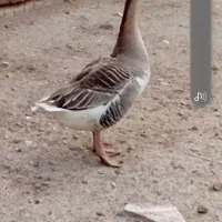 غاز ماده تخم گزار