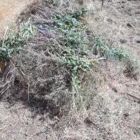 الف.برای.گاو.گوسفند