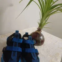 کفش بچگانه نو نو