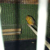 قناری نر.  مسته مست