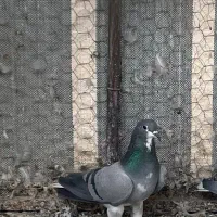 دمگیر ماده خرقه