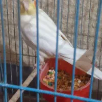 عروس هلندی