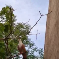 کفتر